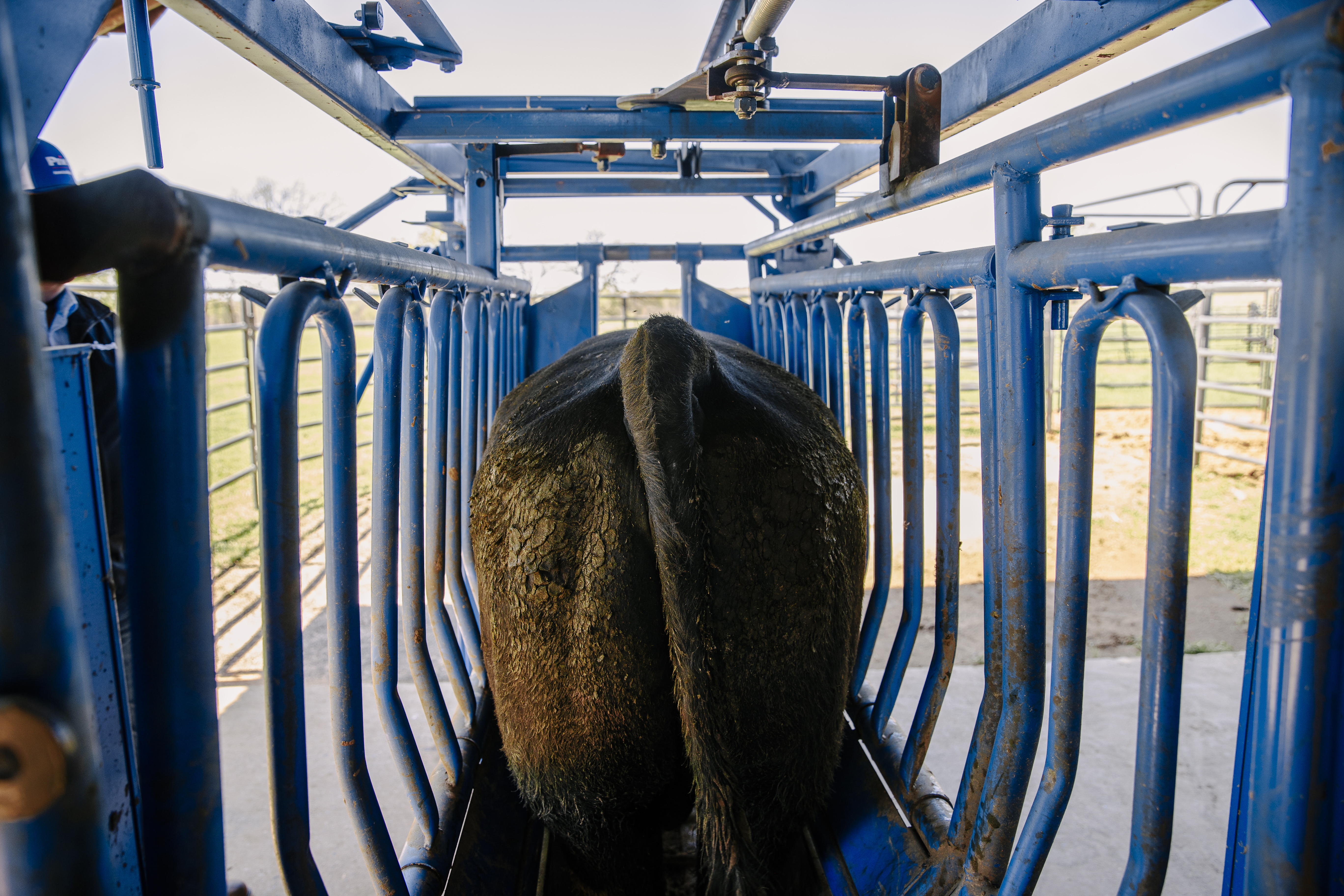 SqueezeChute SC25 0326 CattlePens 9448.jpg